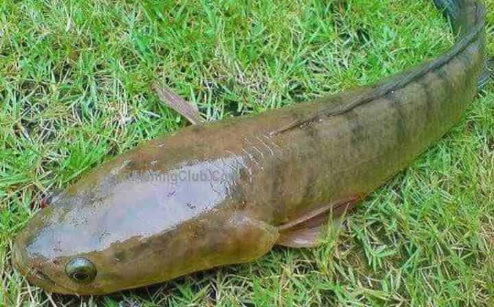 Ikan gabus sudah lama dikenal sebagai salah satu bahan pangan bergizi tinggi di Indonesia.