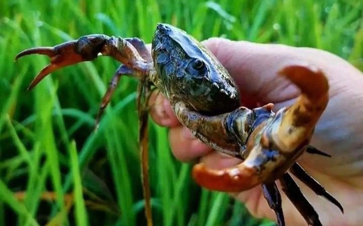 Dalam beberapa tahun terakhir, para petani mulai mencari cara yang lebih aman dan ramah lingkungan untuk mengendalikan hama di area persawahan.