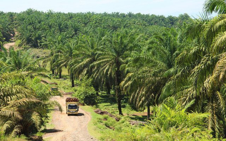 Perkebunan sawit ilegal kembali menjadi sorotan setelah berbagai kawasan hutan di Sumatera menunjukkan kerusakan masif dalam dua dekade terakhir.