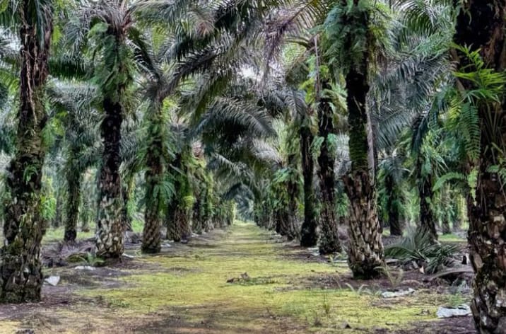 perkebunan sawit bukanlah hutan