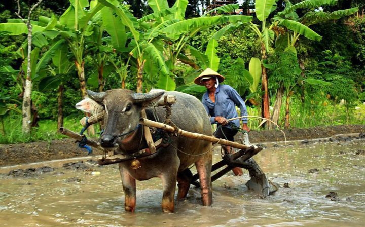 Petani dan peternak sering kali dipandang sebelah mata oleh sebagian masyarakat.