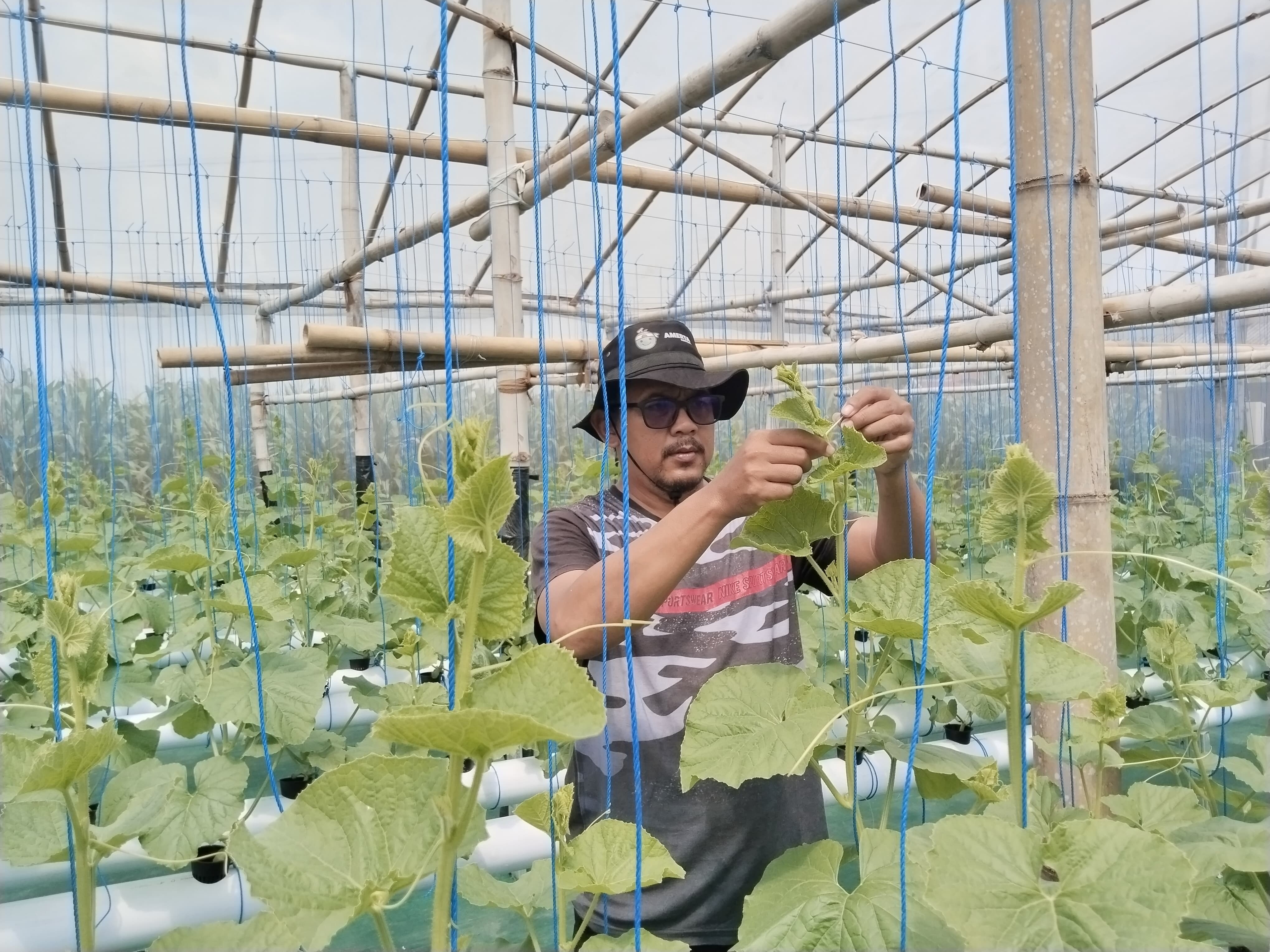 Tanaman melon yang dibudidayakan BUMDes Tunggangri, Kecamatan Kalidawir. (EKO UNTUK RADAR TULUNGAGUNG)