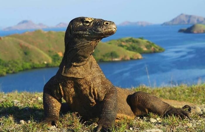 Trip Pinisi Labuan Bajo 3 hari 2 malam tawarkan sensasi hidup di laut Flores, snorkeling, panorama pulau eksotis, hingga bertemu komodo.