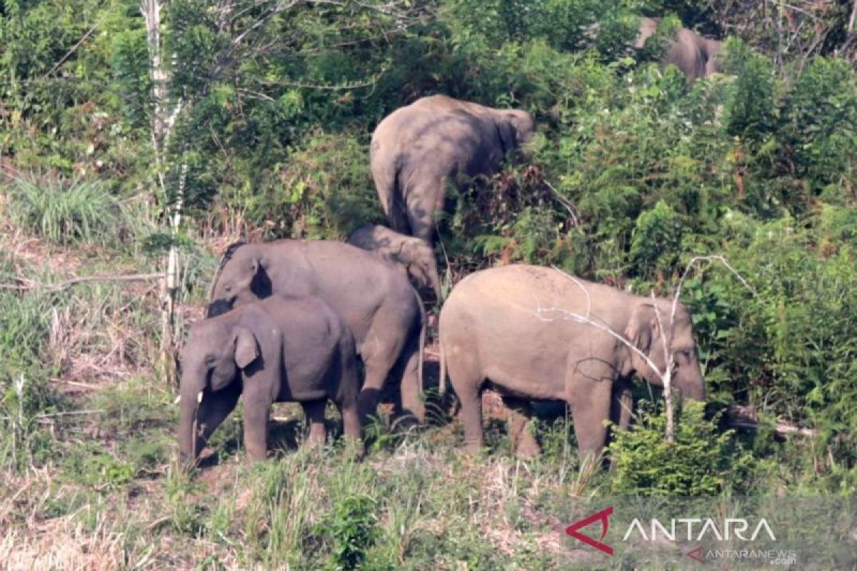 Gajah Sumatera mati tanpa kepala ditemukan membusuk di Pelalawan, Riau. Polisi dan BBKSDA lakukan penyelidikan dan nekropsi di lokasi.(Sumber: Antara News)