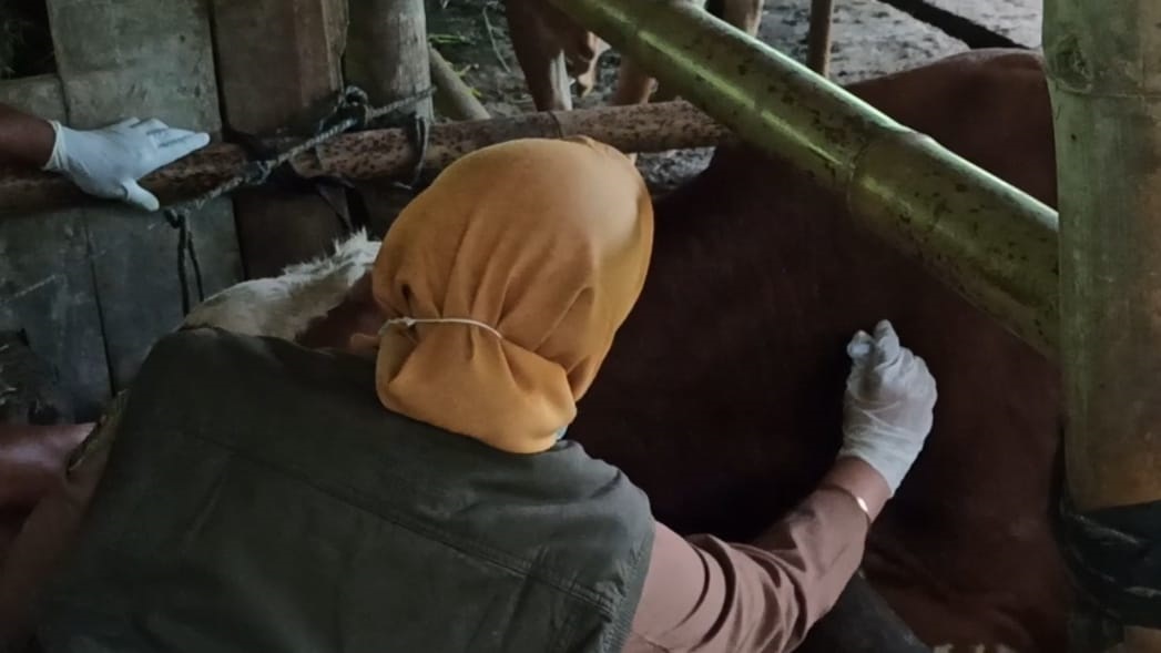 Sapi perah di kawasan Sendang dan Pagerwojo dipastikan aman dari PMK.