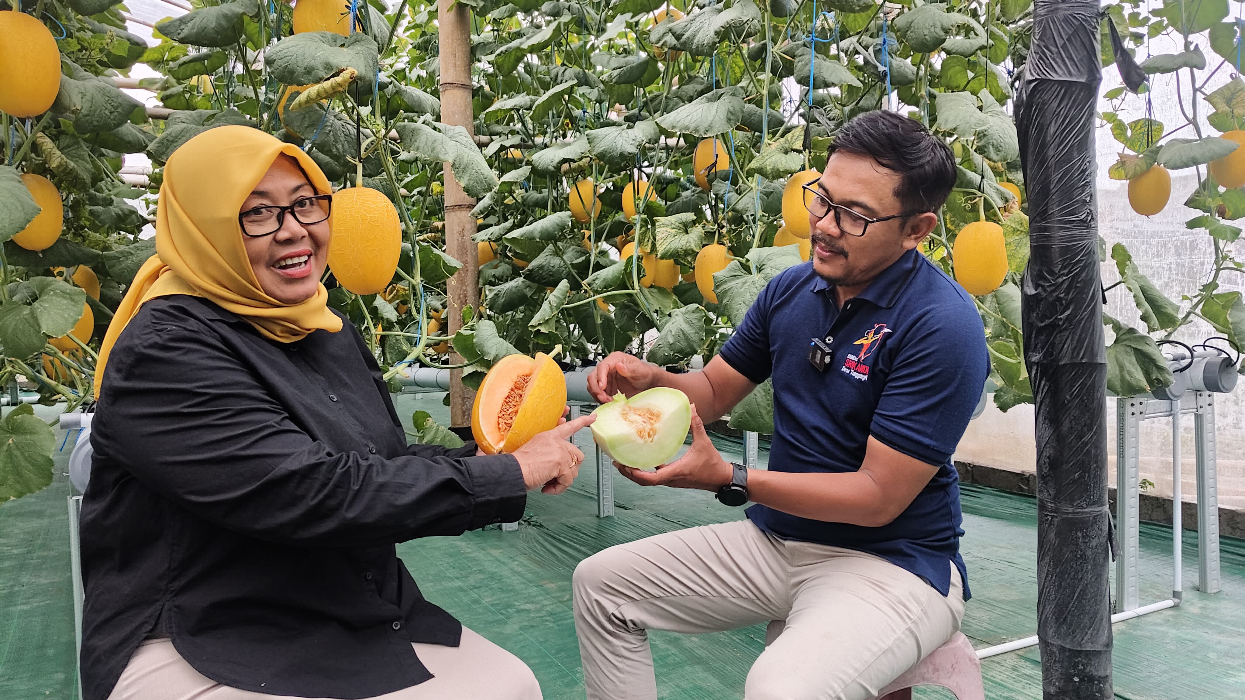Kolaborasi nyata antara Kepala Desa Tunggangri (kiri) dan Direktur BUMDes Srikandi (kanan) saat menunjukkan kualitas melon hidroponik hasil greenhouse Dusun Ngrawan, Kalidawir, Tulungagung.