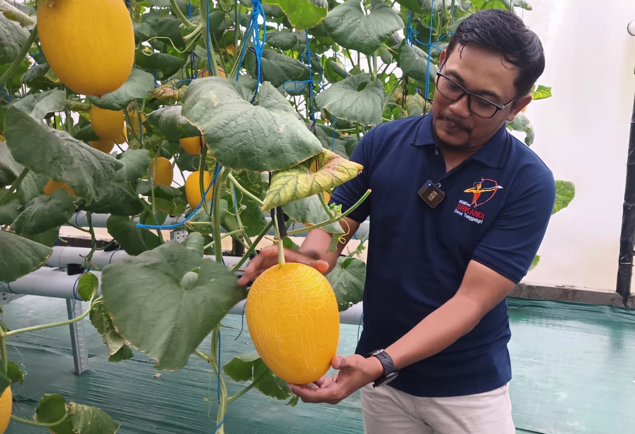 Direktur BUMDes Srikandi, Eko Siswoyo, terlihat fokus dalam mengecek kondisi melon hidroponik Tunggangri sebelum puncak acara Wisata Petik Melon Desa Tunggangri.(RINTO WAHYU/RADAR TULUNGAGUNG)