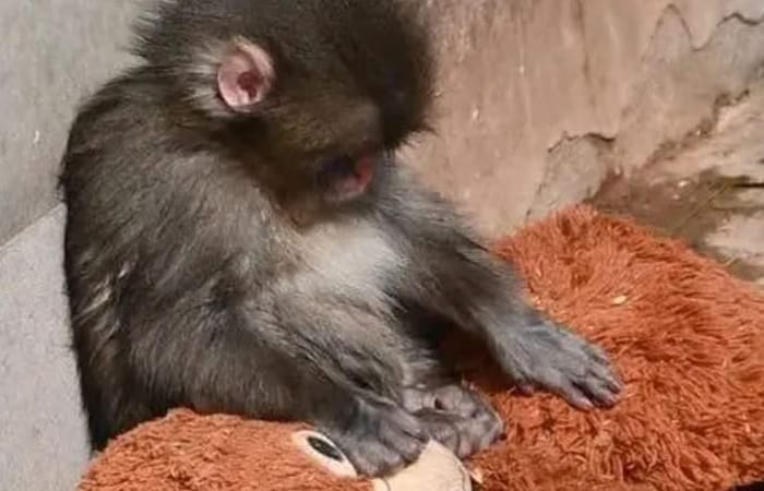 Naruto Monkey di Kebun Binatang Ichikawa viral. Kisah bayi monyet Punch yang ditolak induknya kini mulai diterima kawanan.