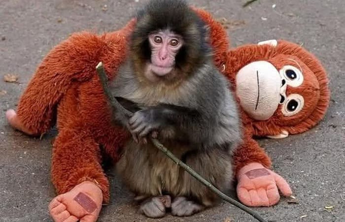 Viral monyet Pans di Jepang ditolak induknya hingga peluk boneka. Kini ia akhirnya mendapat ibu pengganti dan kembali hidup bahagia.