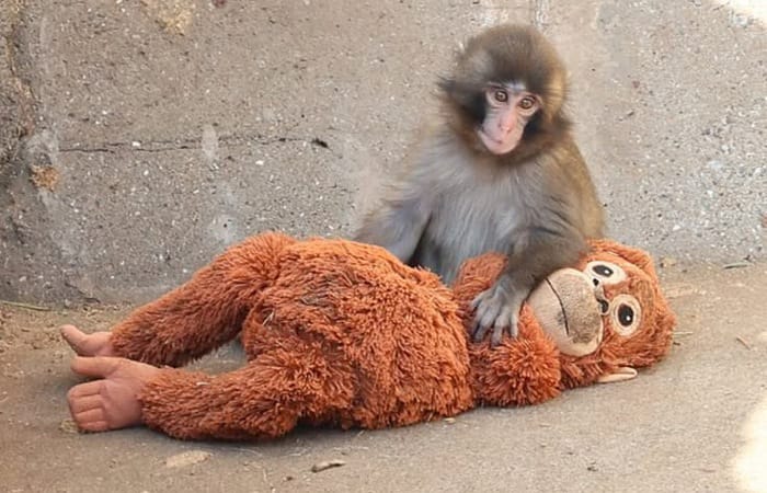 Kisah viral Punch bayi monyet Jepang ditinggalkan induknya, peluk boneka, dibully, dan kini mulai diterima kelompoknya.
