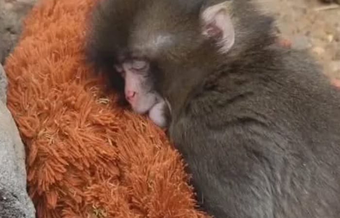 Kisah haru bayi monyet viral Punch ditolak induknya di Jepang, kini temukan ibu pengganti dan diterima koloni monyet lainnya.
