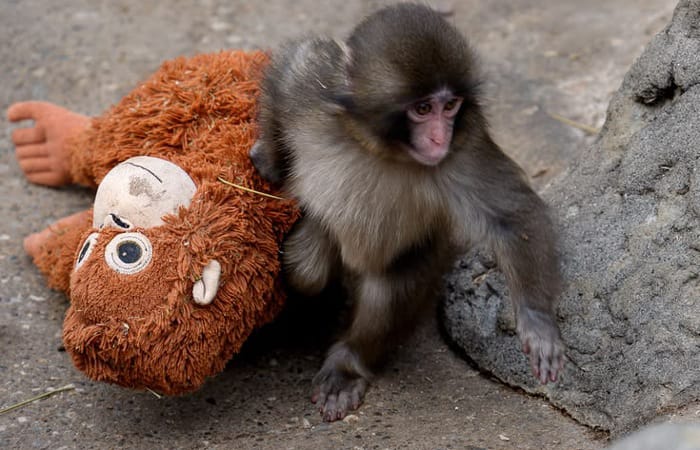 Punchi Kun, monyet bayi yang ditinggalkan induknya, viral karena boneka orangutan. Kini ia mulai mandiri dan siap bergabung kelompoknya.