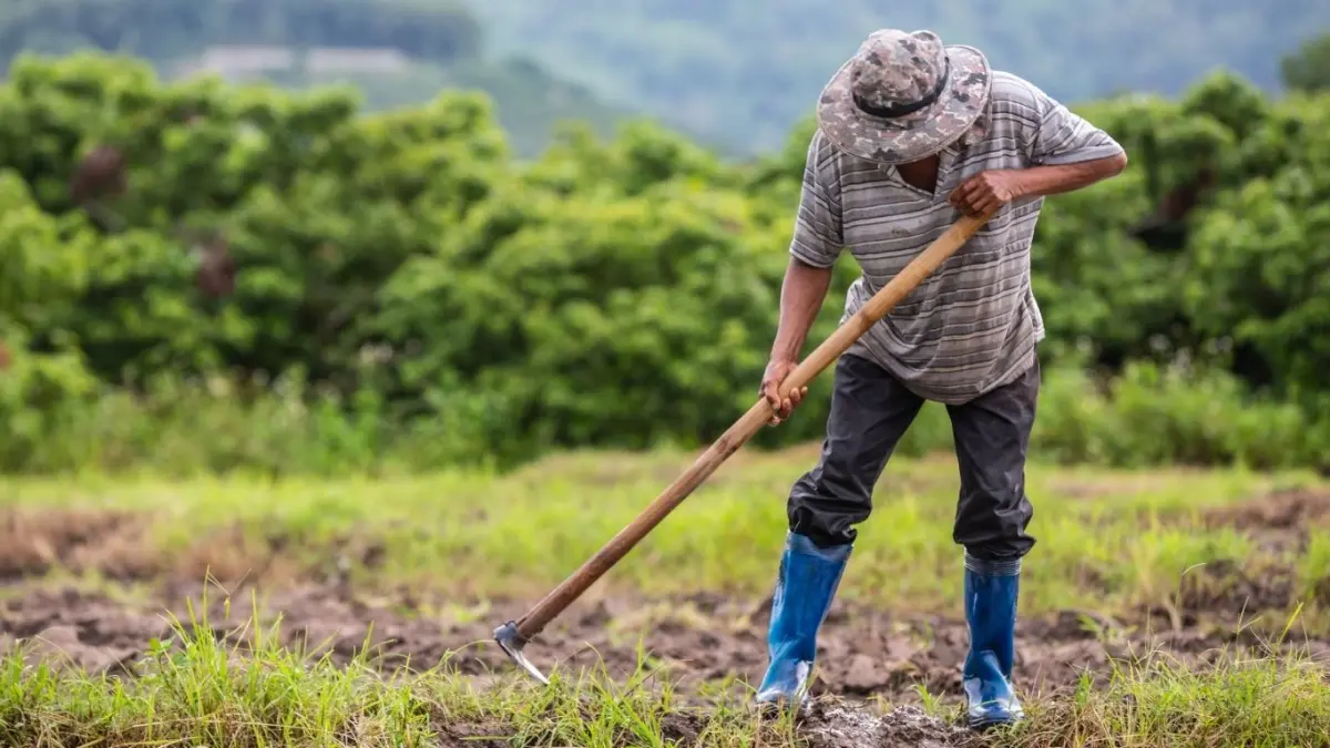 Populasi petani muda di Tulungagung masih tergolong rendah. Belum mencapai 10 persen dari pelaku pertanian.(freepik.com/jcomp)