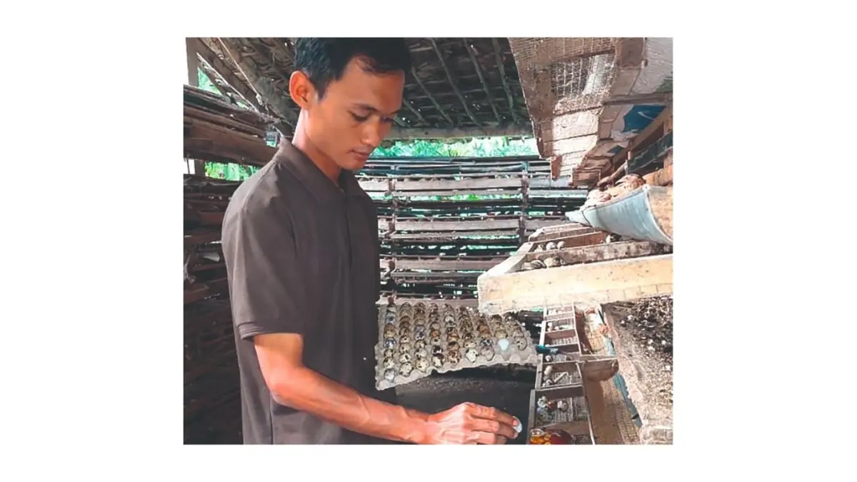 Muhammad Ikhwan Aflahul Umam sukses membudidayakan burung puyuh berkat konsistensi dan manajemen yang kuat.