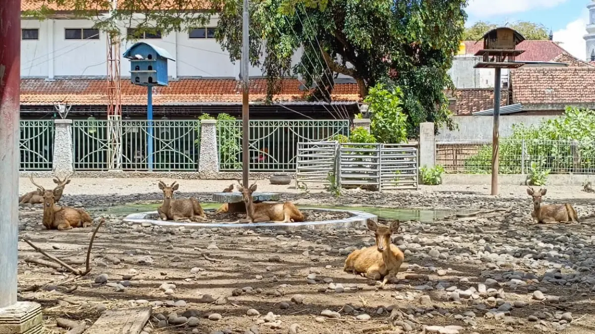 Aktivis lingkungan hidup Tulungagung menilai ada beberapa hal yang harus dibenahi dalam merawat hewan koleksi pendapa.(RAHIIQ AL BACHRI/RADAR TULUNGAGUNG)