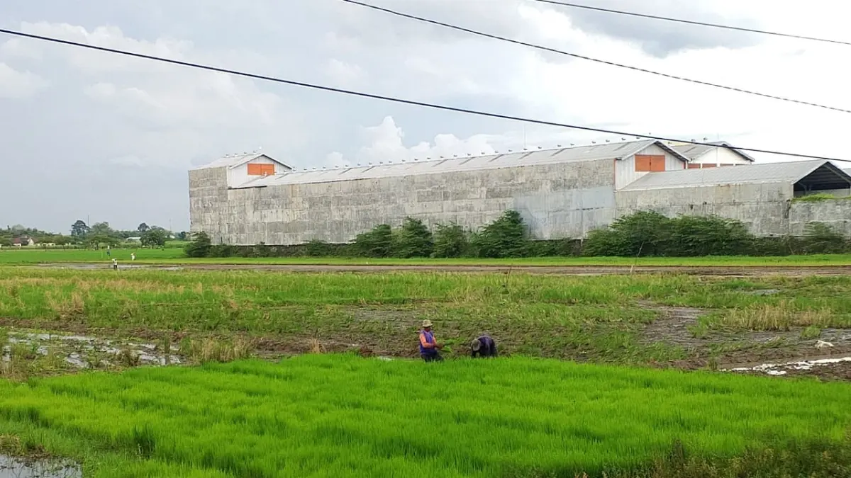 Petani di Tulungagung mulai menyemaikan benih padi untuk ditanam.(RAHIIQ AL BACHRI/RADAR TULUNGAGUNG)