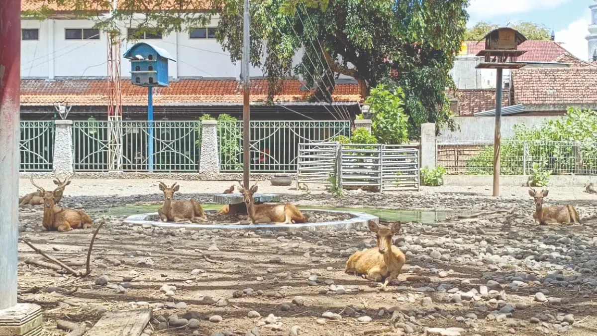 Sejumlah rusa koleksi Pendapa Kongas Arum Kusumaning Bangsa yang saat ini sedang dalam penanganan DPKH Tulungagung.(RAHIIQ AL BACHRI/RADAR TULUNGAGUNG)