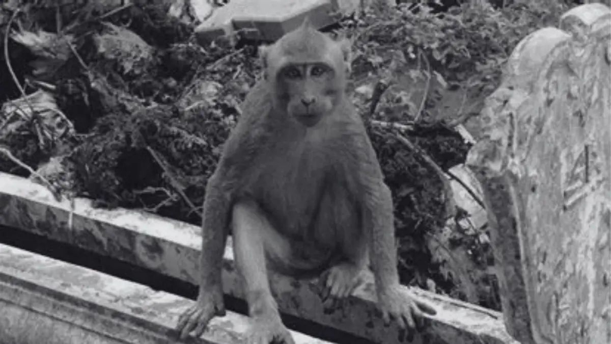 Mitos Tulungagung tentang Jembatan Ngujang dan monyet siluman kembali viral, benarkah terkait pesugihan atau hanya cerita warga?