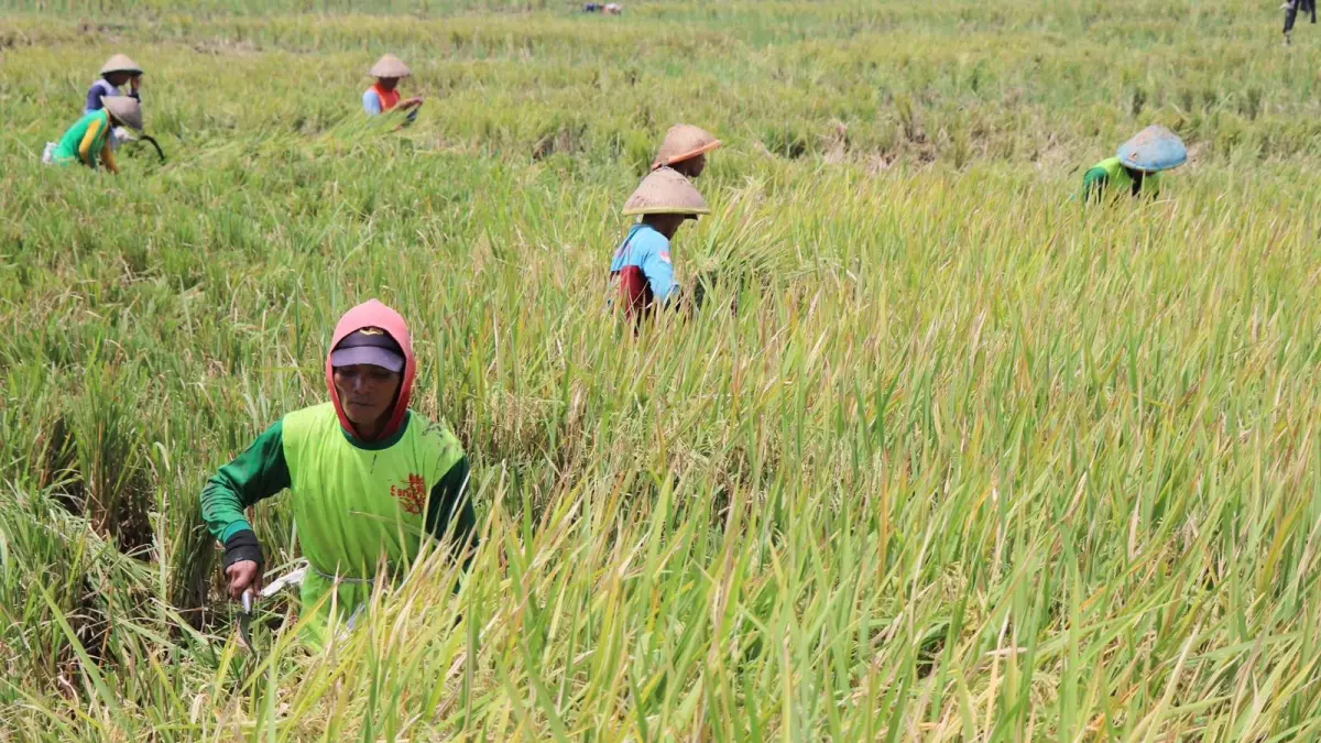 Bulog Cabang Tulungagung bakal memaksimalkan serapan gabah di panen raya sembari antisipasi dampak El Nino.