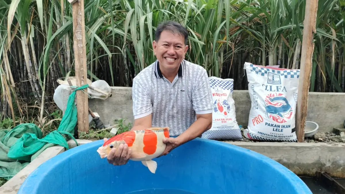 Ikan koi breeding Indonesia menjadi primadona dan sangat diminati pasar Jepang karena kualitas yang dimiliki.