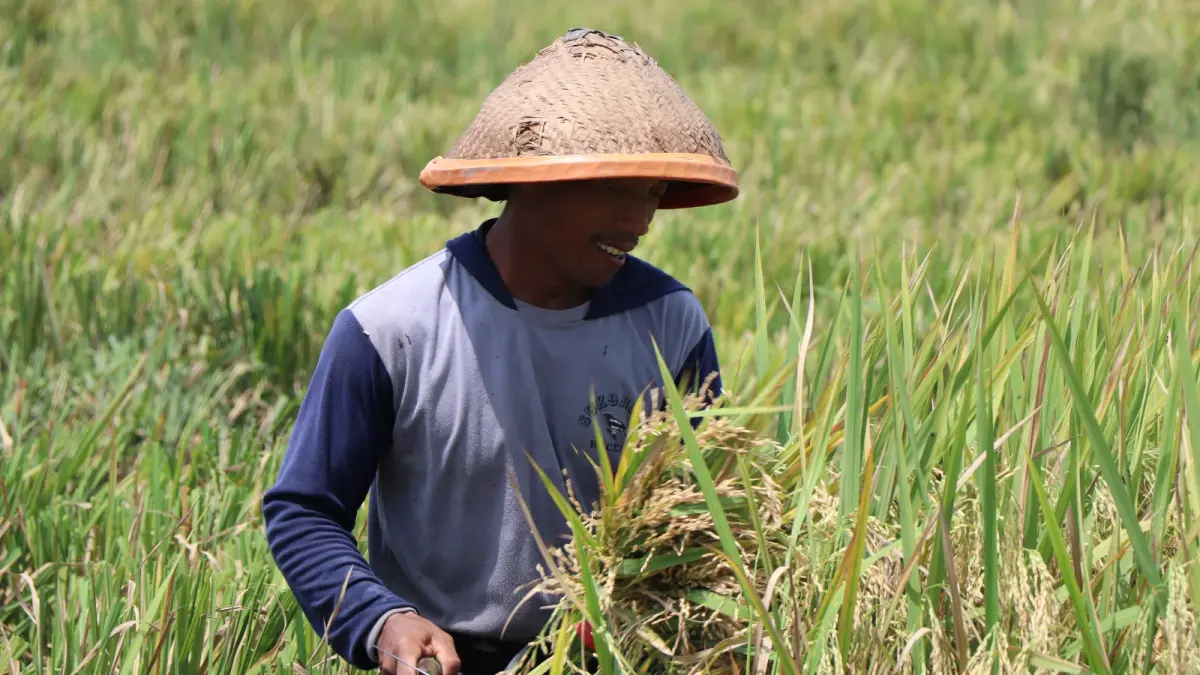 Serapan gabah kering panen (GKP) petani sudah melampaui 30 persen dari target tahunan.