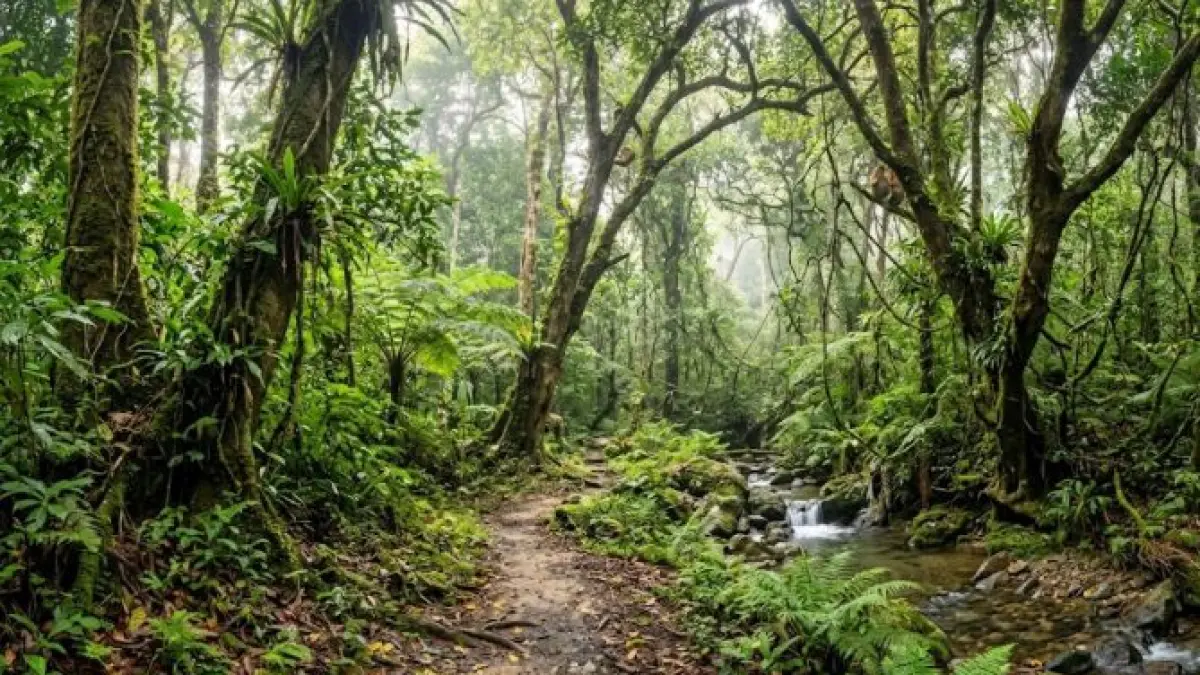 Indonesia adalah negara mega biodiversitas dengan keanekaragaman hayati tertinggi. Simak alasan kekayaan alam Nusantara dan pentingnya konservasi. (gemini ai)