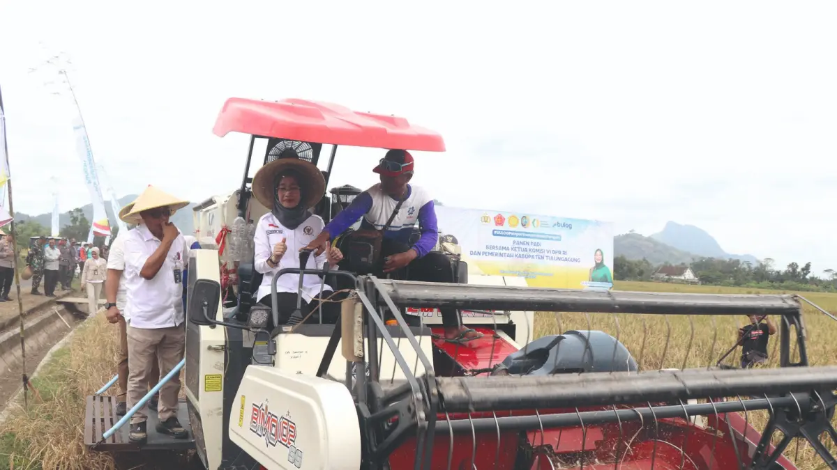 Produksi 
padi yang 
melimpah 
mengantar 
Kabupaten 
Tulungagung 
mencatat 
surplus beras 
puluhan ribu 
ton, sekaligus 
memperkuat 
posisi sebagai 
penopang 
ketahanan 
pangan di 
Jawa Timur 
dan nasional.(SANDY YUWANA/RADAR TULUNGAGUNG)