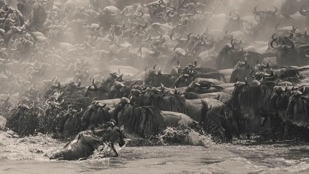 “Wildebeest” karya fotografer asal Singapura William Chua, pemenang penghargaan The Pano Awards Southeast Asia Open Photographer of the Year 2025, sebuah jepretan panorama detail yang mengabadikan betapa intensnya migrasi besar-besaran di Kenya.