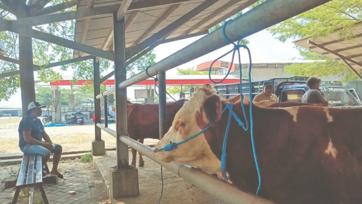 Salah satu pedagang sapi di Pasar Hewan Terpadu di Desa Sumberdadi, Kecamatan Sumbergempol, Tulungagung, menunggu ternak dagangannya, kemarin (20/5/2026).(RAHIIQ AL BACHRI/RADAR TULUNGAGUNG)
