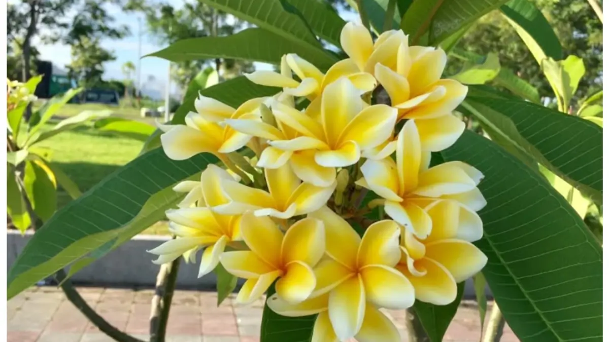 Arti mimpi memetik bunga kamboja putih dipercaya jadi pertanda spiritual dan kabar baik. Ini penjelasan tafsir dan pandangan Islam.
(screenshot pinterest)