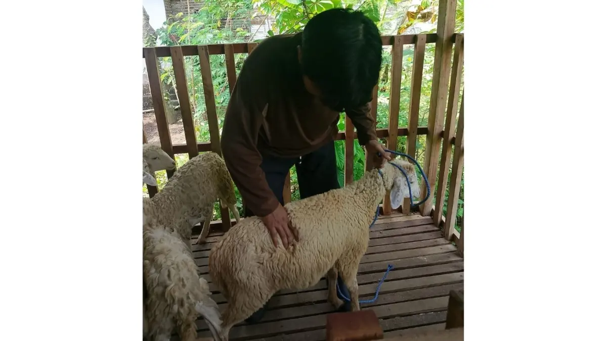 Krisna sedang merawat salah satu kambing yang dibudidayakannya di BUMDes Bale Arta Lestari.