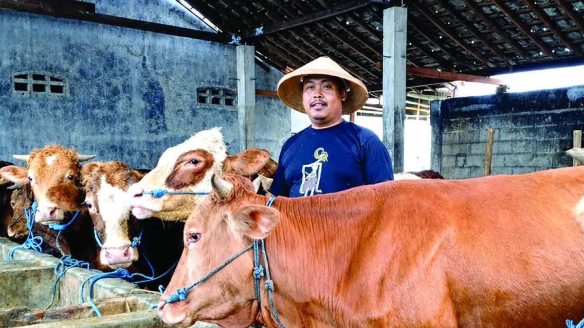 Chabibi menunjukkan sapi yang dipeliharanya dengan tekun dan telaten.