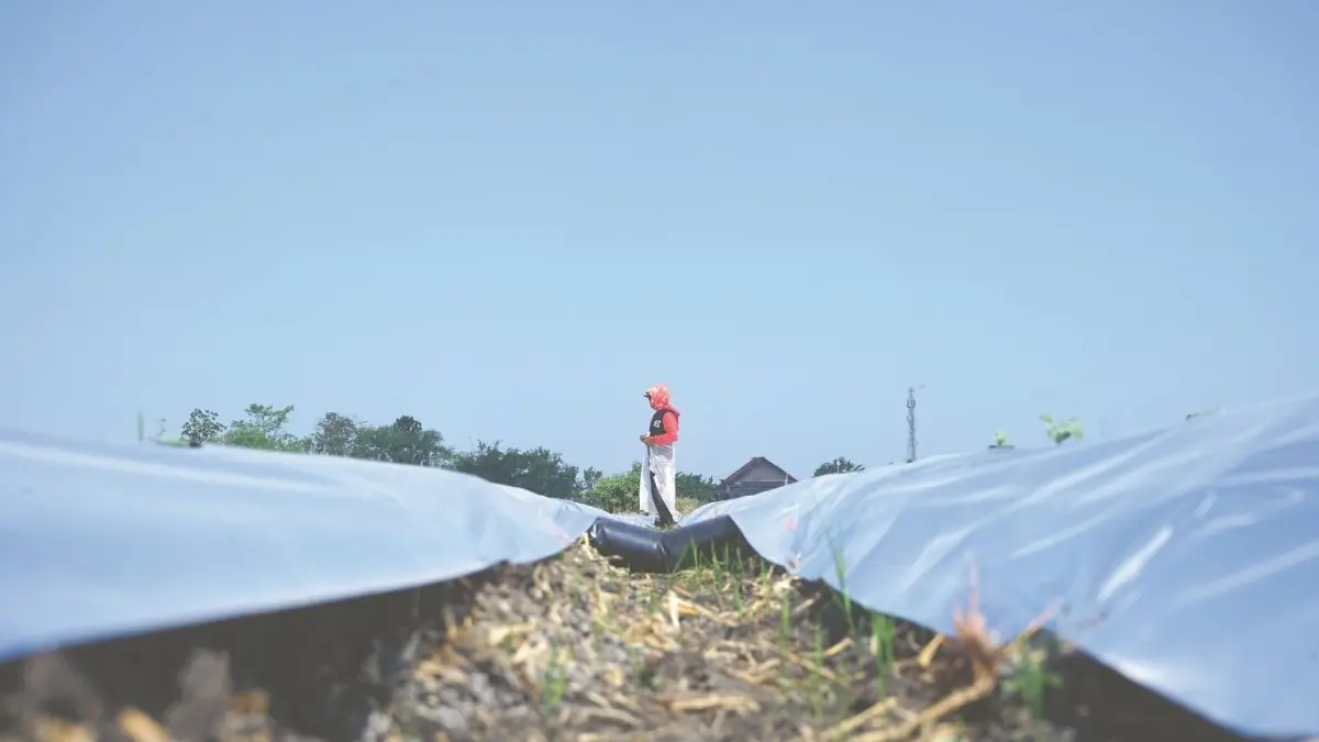 Hamparan lahan persawahan di Desa Gebang, Kecamatan Pakel, Tulungagung, yang diselimuti plastik untuk mempertahankan kelembapan tanah.(DR PERDANA/RADAR TULUNGAGUNG)
