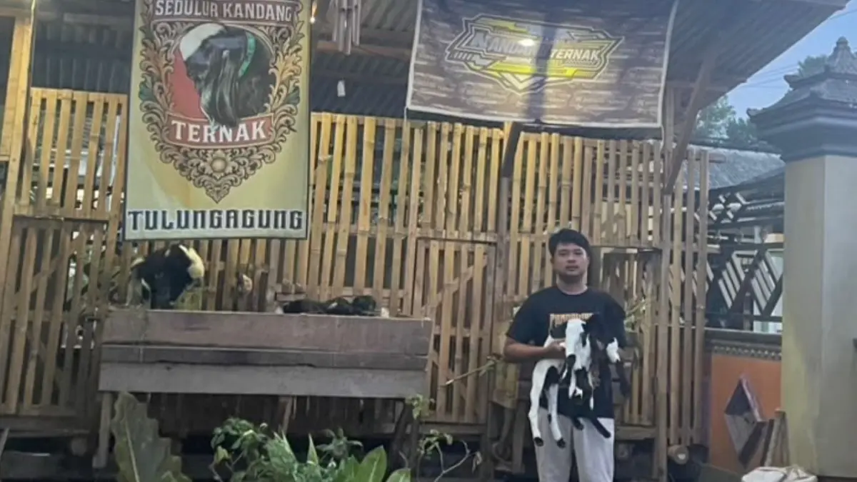 Taufiq menunjukkan kambing kontes yang dipeliharanya dengan sepenuh hati.