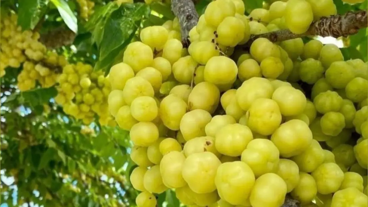 10 buah langka asli Indonesia yang kini sulit ditemukan. Simak daftar dan penyebab hilangnya buah lokal Indonesia.