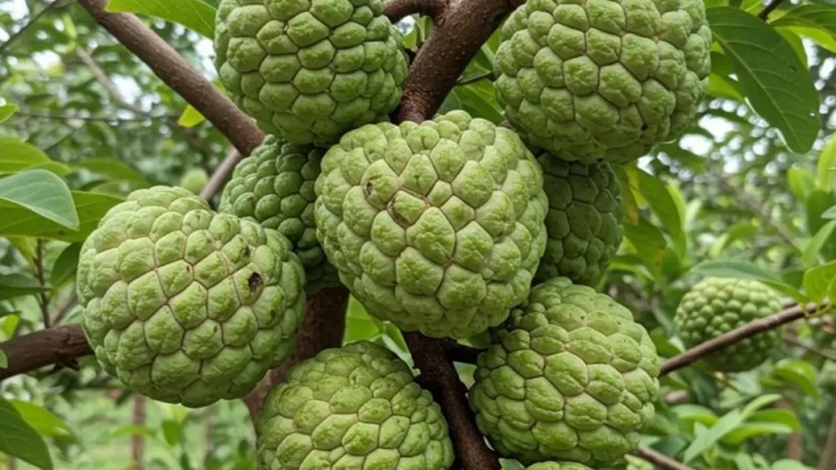Daftar buah langka Indonesia yang mulai sulit ditemukan, dari kecapi hingga kalangkala, lengkap dengan fakta unik dan asal daerahnya.