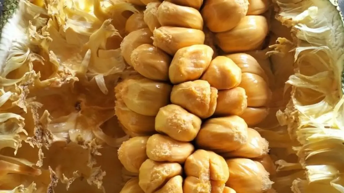 Lempuyang viral! Tanaman liar ini bisa diolah jadi bakwan unik berwarna ungu dengan aroma khas dan tekstur berlendir.