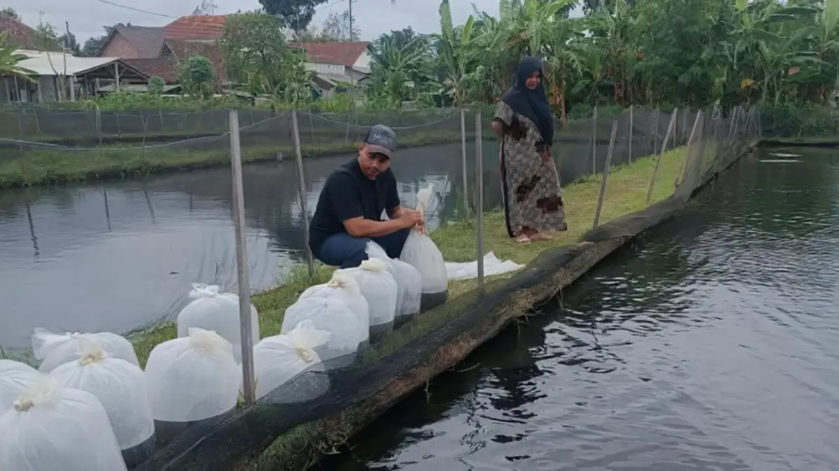 Faizul berhasil mengembangkan usaha benih gurami ke berbagai daerah dengan memanfaatkan jaringan dan media sosial.