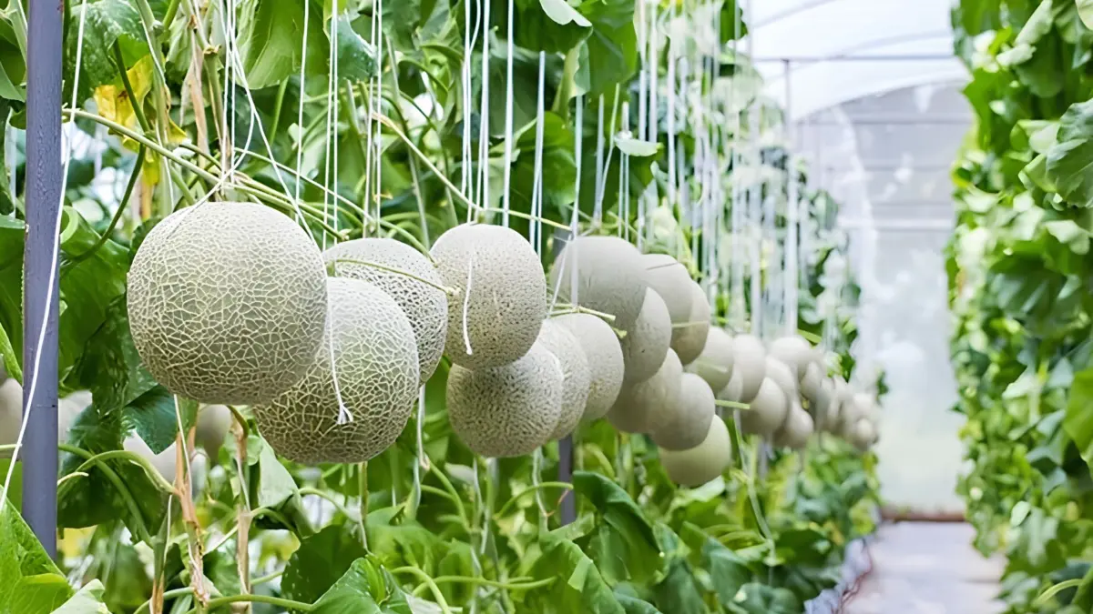 Budidaya melon modern menjadi solusi menghasilkan buah premium berkualitas tinggi dengan greenhouse, fertigasi, dan perawatan intensif untuk panen maksimal. (Pinterest)