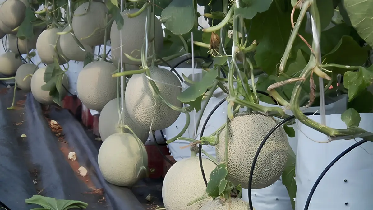 Budidaya melon premium menawarkan peluang usaha menjanjikan dengan benih unggul, nutrisi seimbang, dan teknik modern untuk menghasilkan buah berkualitas tinggi. (Pinterest)