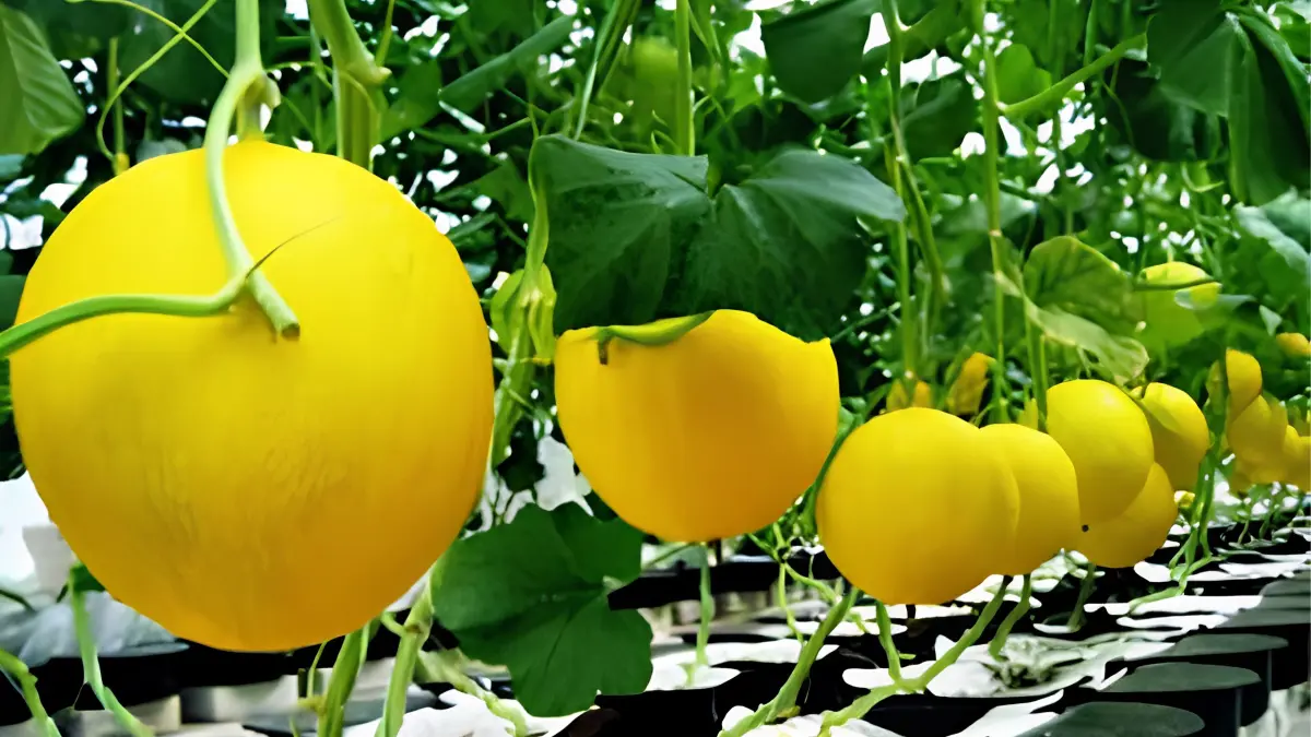 Cara menanam melon modern dapat menghasilkan buah premium melalui greenhouse, irigasi tetes, dan perawatan yang tepat untuk panen berkualitas tinggi. (Pinterest)
