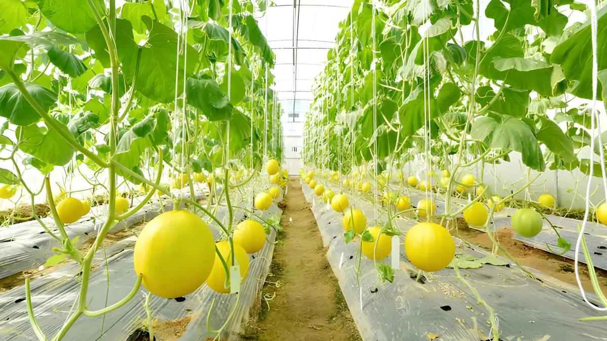Peluang bisnis melon modern semakin menjanjikan berkat tingginya permintaan buah premium, dukungan teknologi budidaya, dan pemasaran digital. (Pinterest)