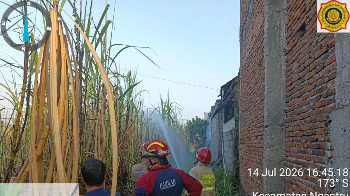 Lahan Tebu di Kecamatan Ngantru Seluas 80 Ru Hangus Dilalap Api. (DAMKAR TULUNGAGUNG)