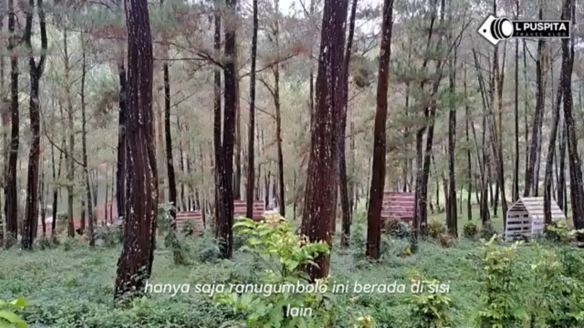 Kondisi terbaru Ranu Gumbolo Tulungagung menawarkan wisata hutan pinus dan camping dengan tiket masuk Rp10 ribu per orang.