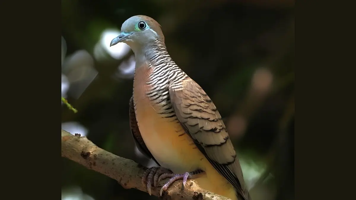 ABY Channel mengulas 35 jenis burung perkutut katuranggan beserta ciri fisiknya, mulai dari Cemani Kol Buntet, Songgo Ratu, Udan Mas, hingga Jogoboyo. (Pinterest)