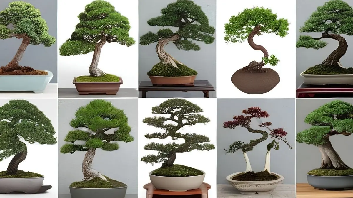 Arta Bonsai Batu menyimpan bonsai cemara 100 tahun seharga Rp750 juta. Galeri bonsai keluarga ini telah berdiri sejak 1979 di Desa Sidomulyo, Kota Batu. (Pinterest)
