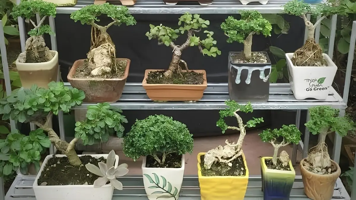 Era Bonsai Depok menyimpan lebih dari 30 jenis bonsai. Anting Putri berusia 26 tahun dibuka Rp150 juta, sementara Serut yamadori mencapai Rp350 juta. (Pinterest)