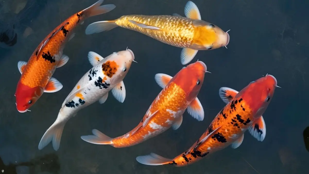 Mengenal ikan koi dari asal-usul, jenis, umur hingga cara perawatan koi yang benar agar hidup hingga 50 tahun dan tetap sehat di kolam.(Pinterest)