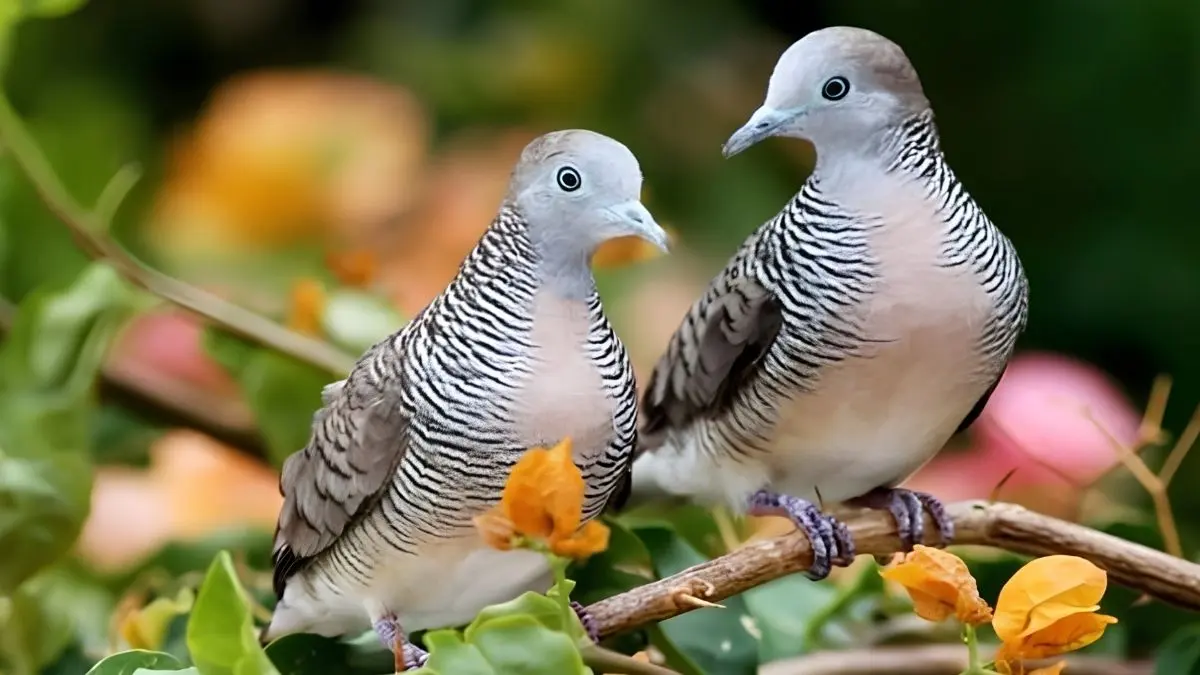 MPJ Nusantara mengulas 21 jenis burung perkutut katuranggan lengkap dengan ciri fisik dan tuahnya, dari Songgo Ratu hingga Tombak Cucukan. (Pinterest)