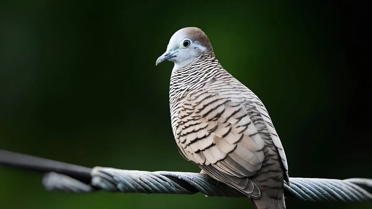 Video YouTube mengulas 7 jenis burung perkutut katuranggan yang paling dicari, dari Perkutut Putih Lokal Alam hingga Cemani Majapahit dan Punden. (Pinterest)